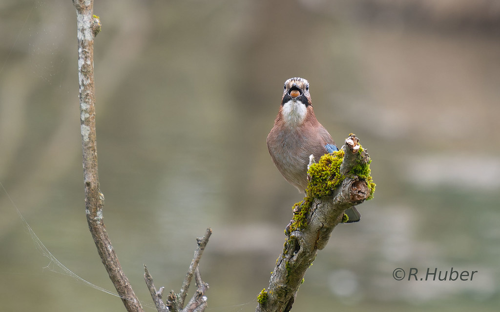 ©-R.Huber-Eichelhäher-mit-Eichel