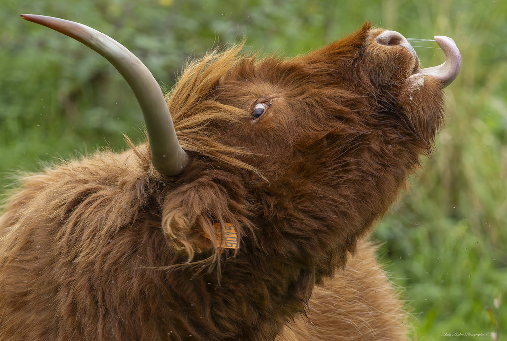vaches Highland