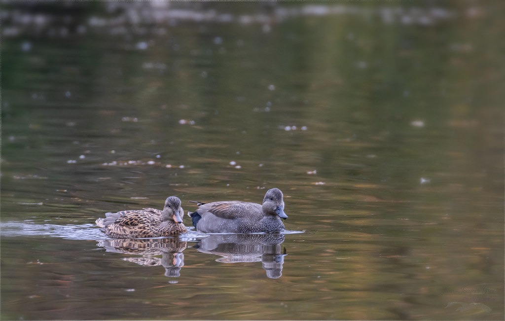 Canard chipeau