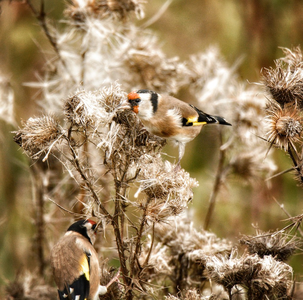 Goldfinch