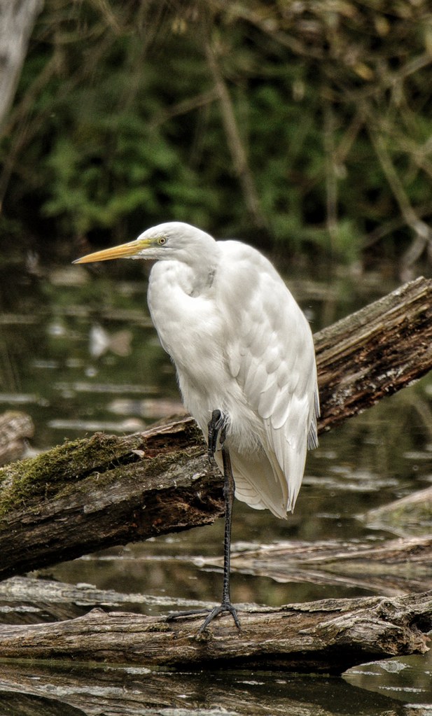 Great Egret