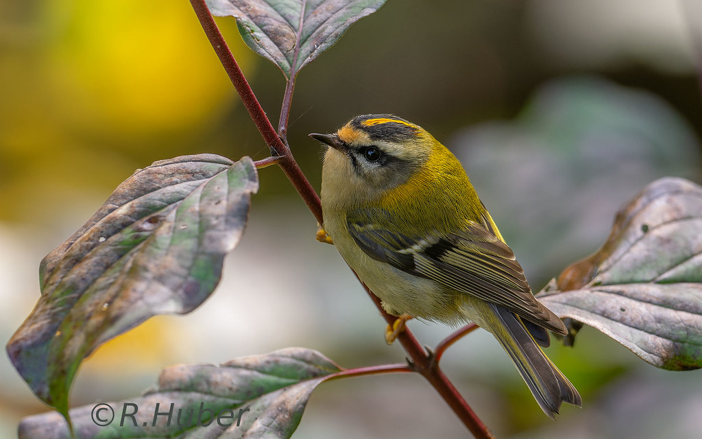 ©-R.Huber-Sommergoldhähnchen