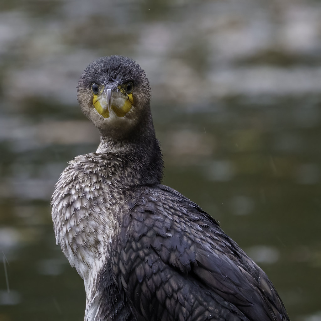 Kormoran was guckst so ?