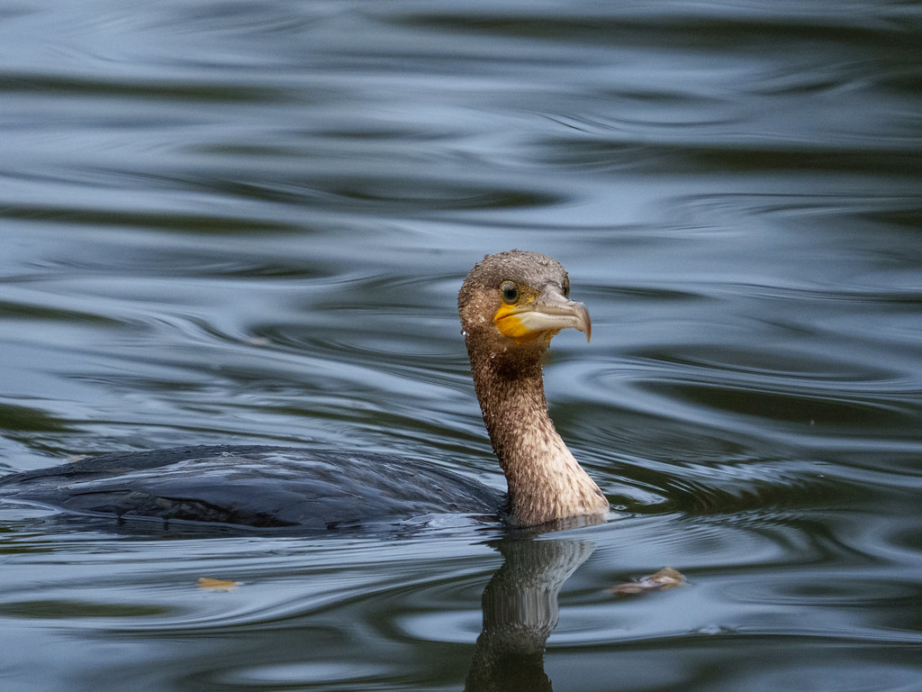Kormoran