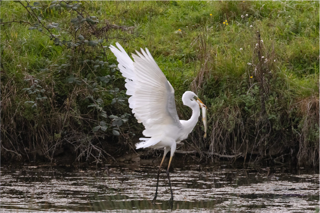 Aigrette