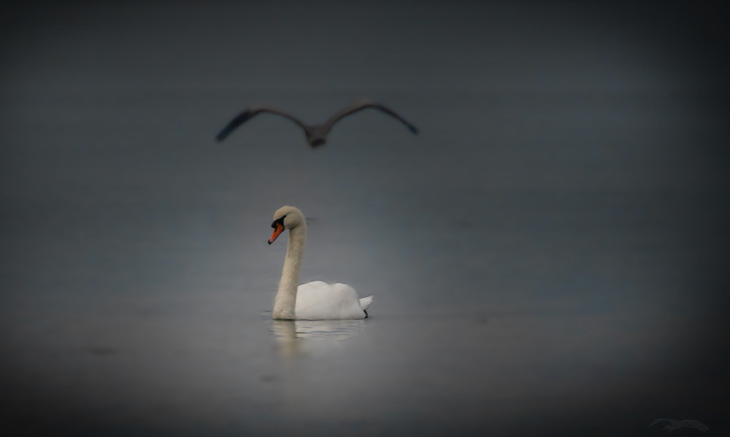 Cygne