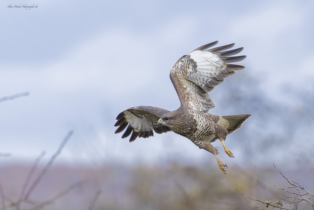 Buse variable