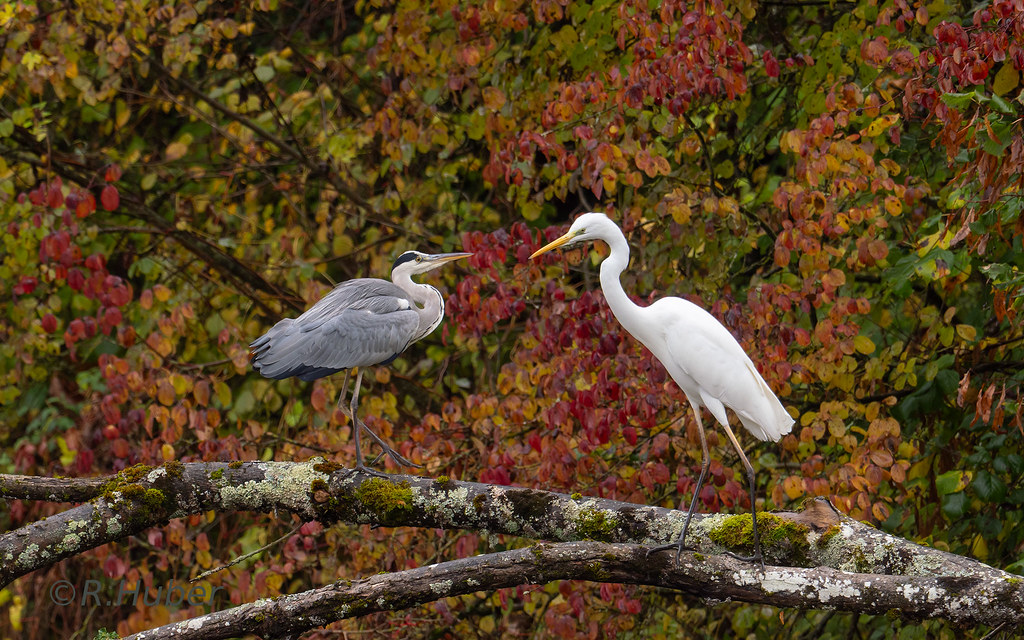 ©-.Huber-Grau--und-Silberreiher