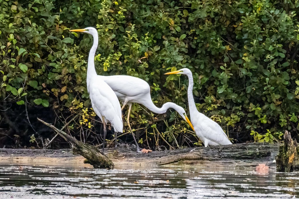 Grande Aigrette.