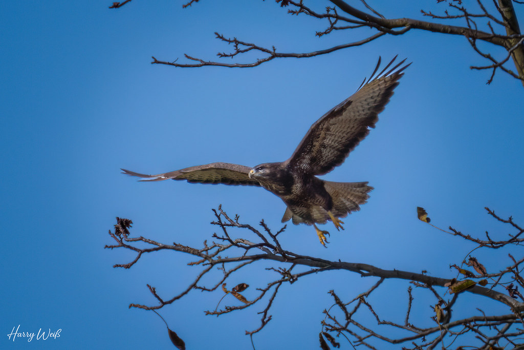 Bussard startet durch