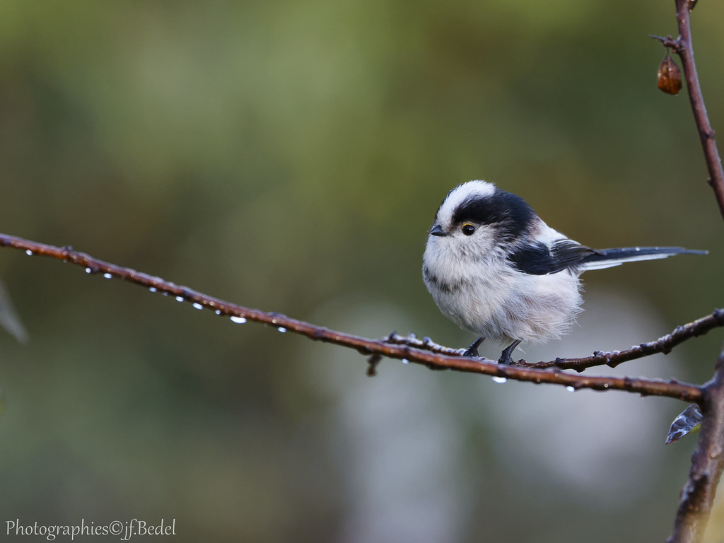 Orite à longue queue