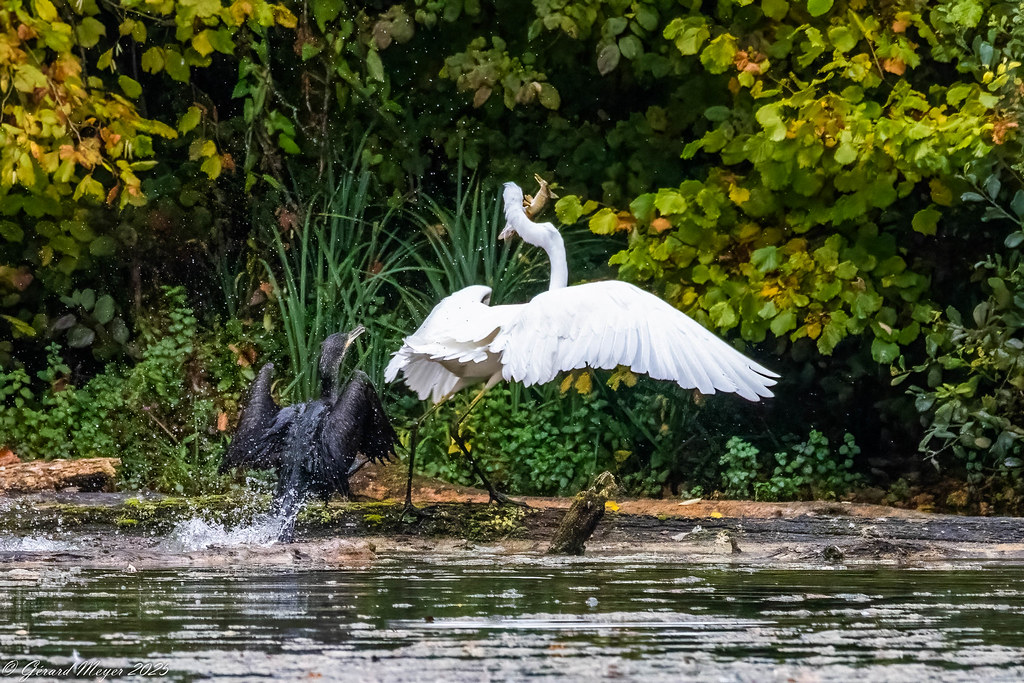 Grande aigrette & grand cormoran.