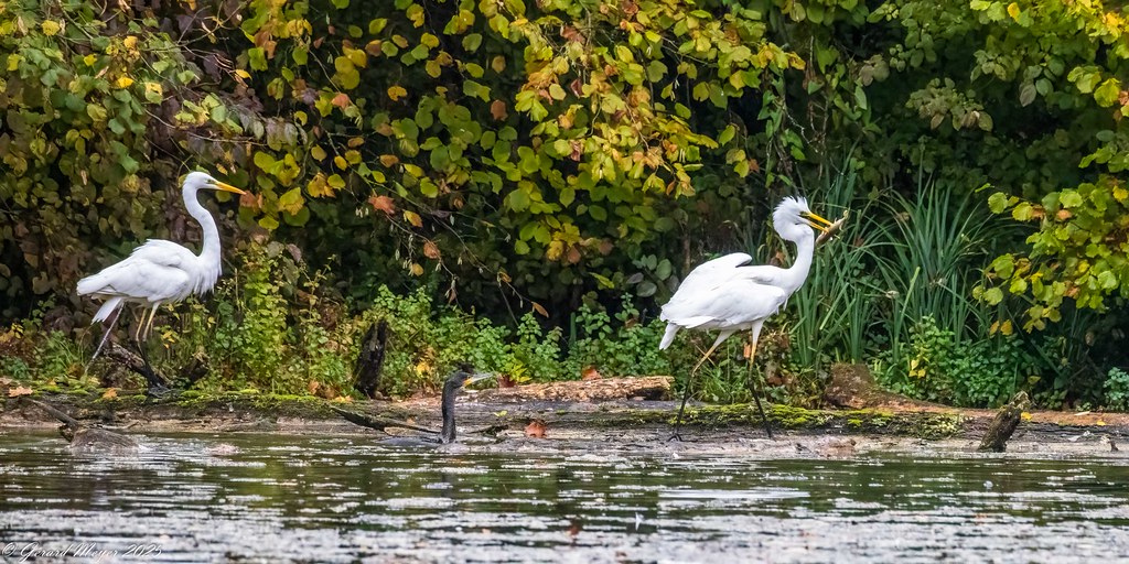 Grande aigrette & grand cormoran.