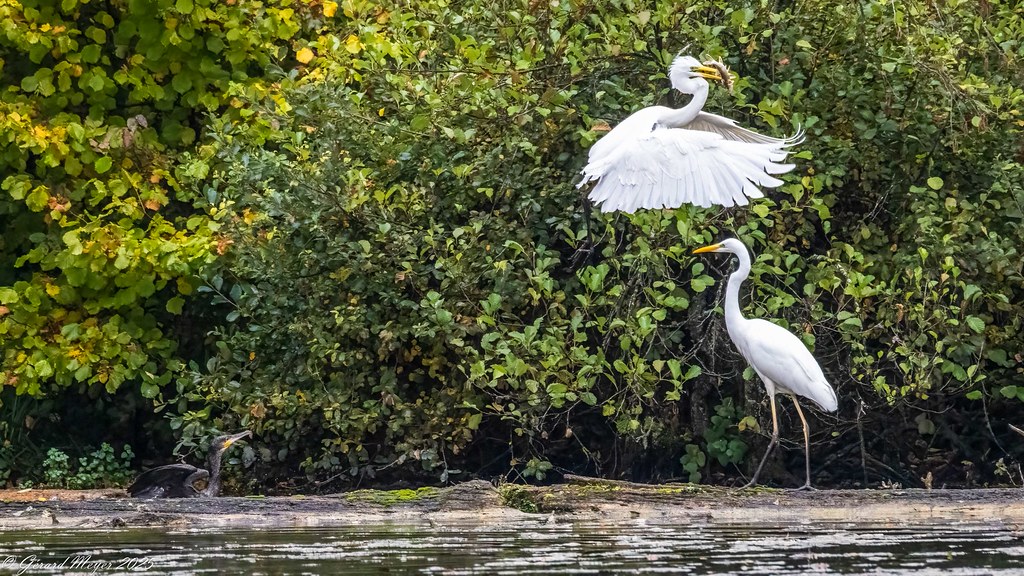 Grande aigrette & grand cormoran.
