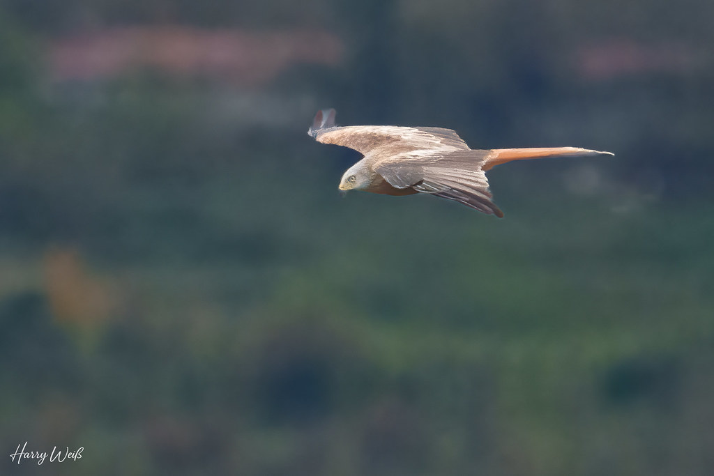 Milan auf Augenhöhe