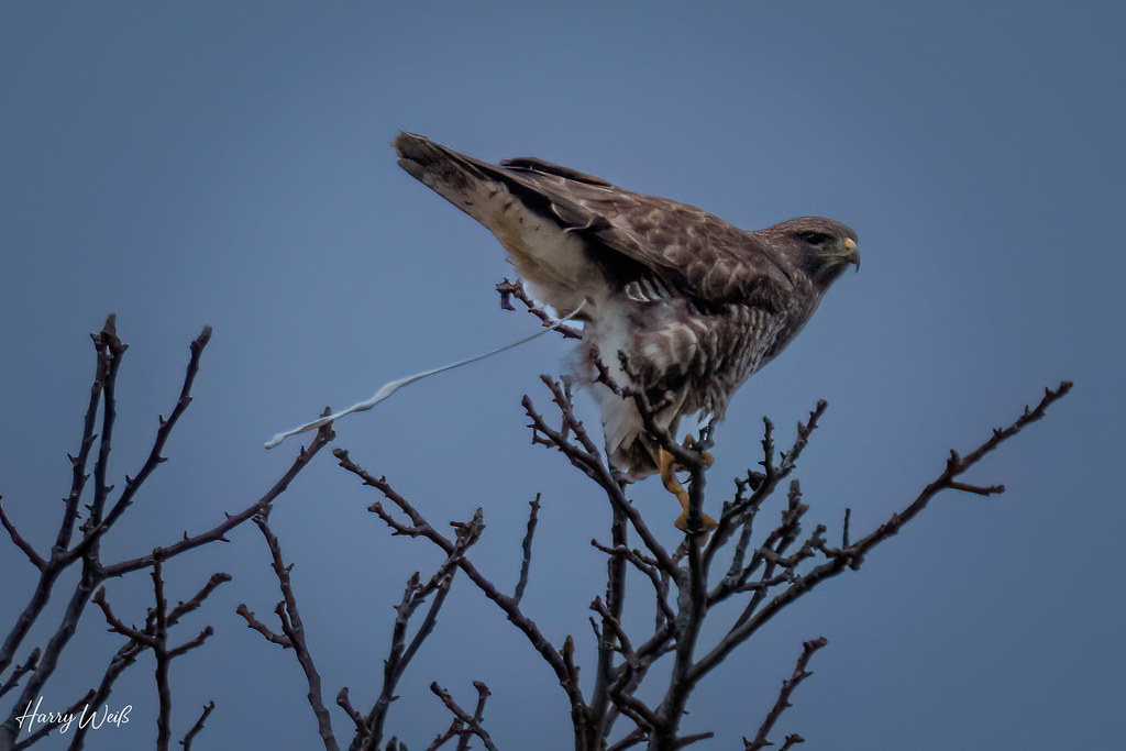 Auch ein Bussard muss mal...