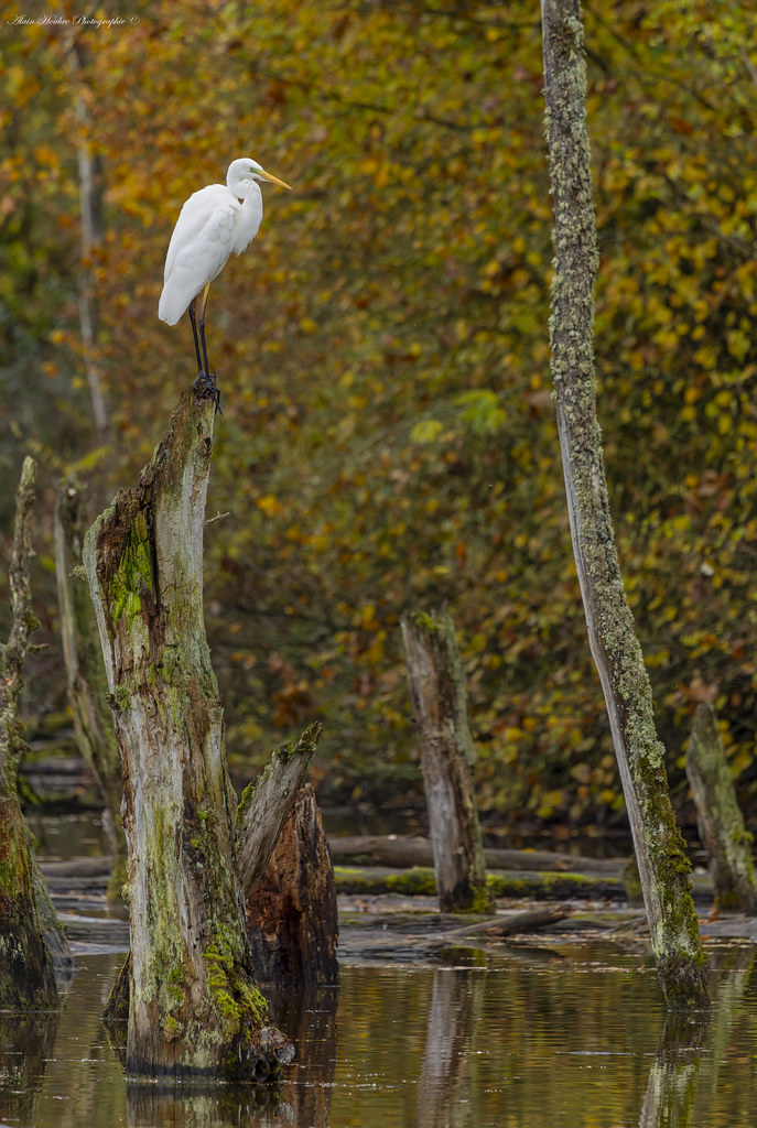 Grande aigrette