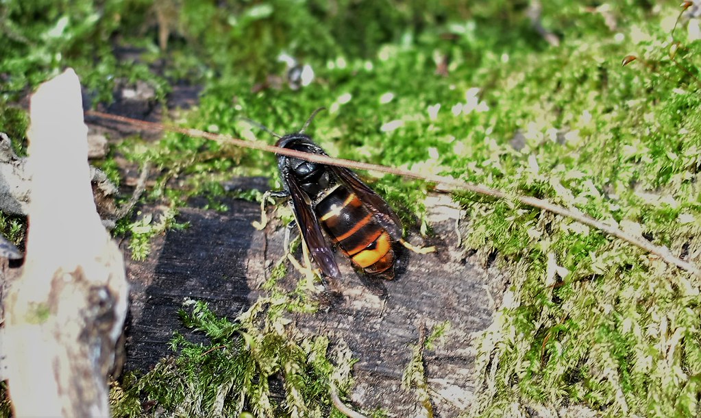 Vespa velutina nigrithorax au Kirchnerkopf