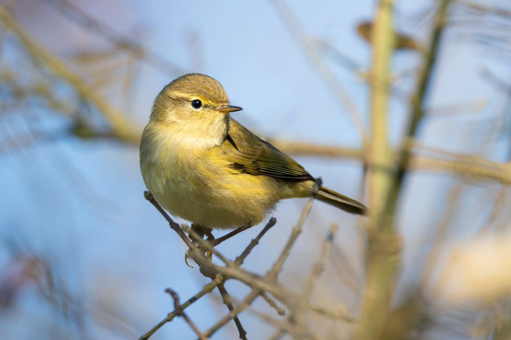 Pouillot véloce - Common Chiffchaff