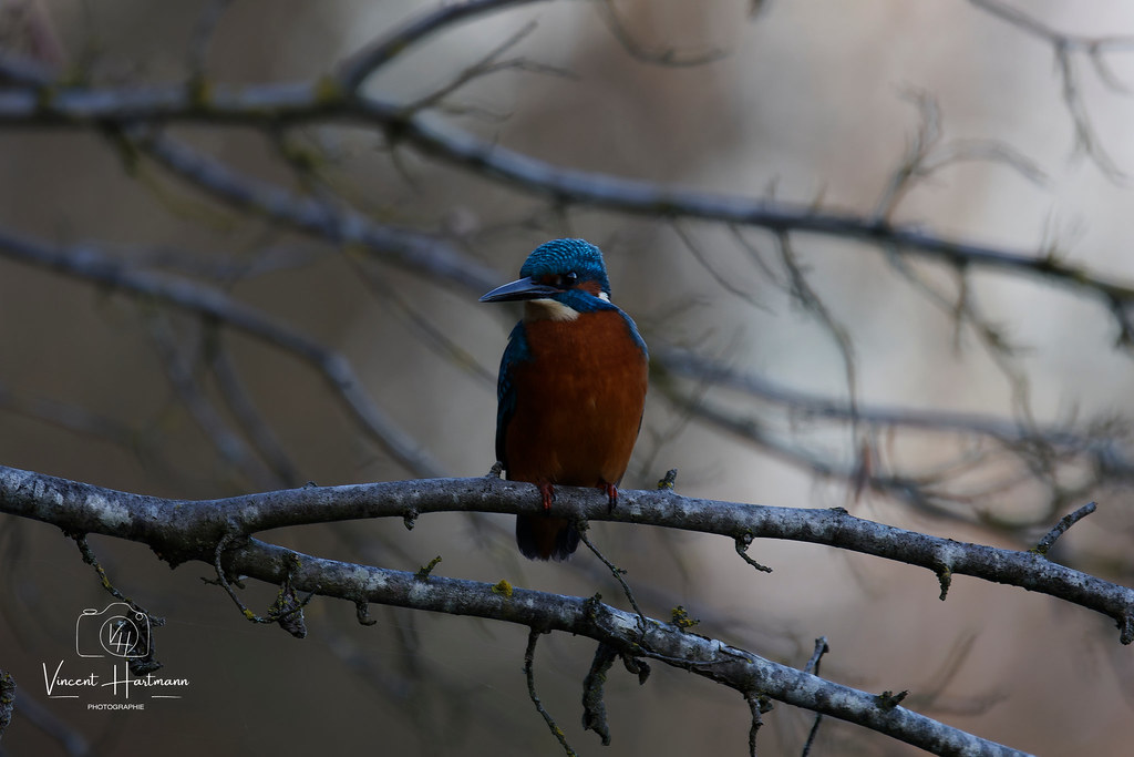 CL4A2651-DxO_DeepPRIME XD2s