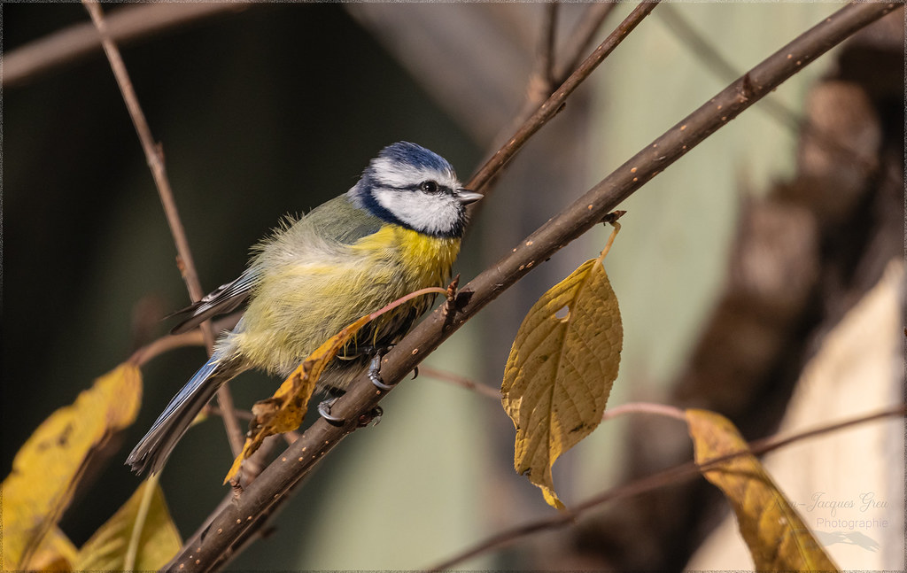 Mésange bleue