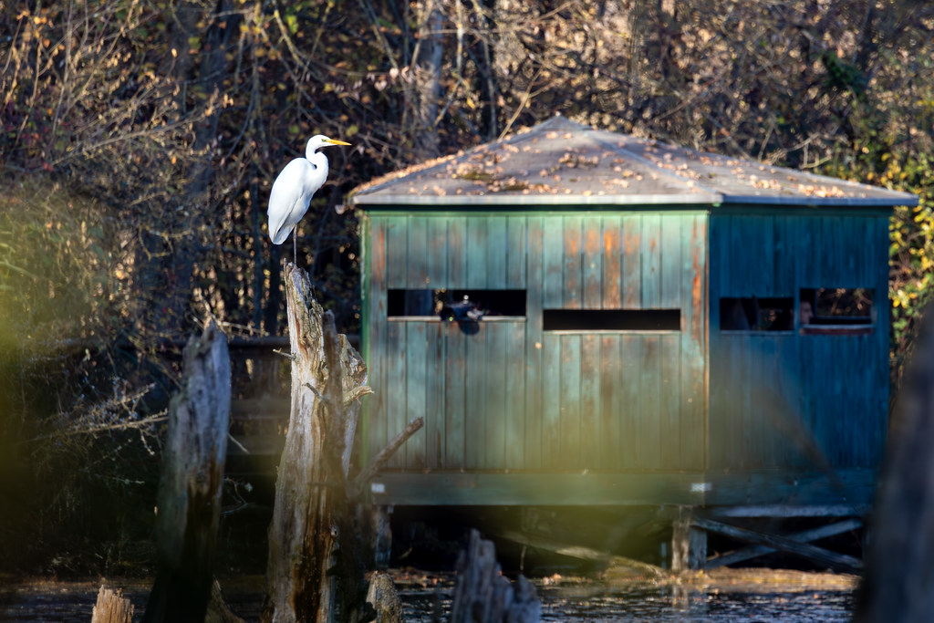 Grande aigrette - Great Egret
