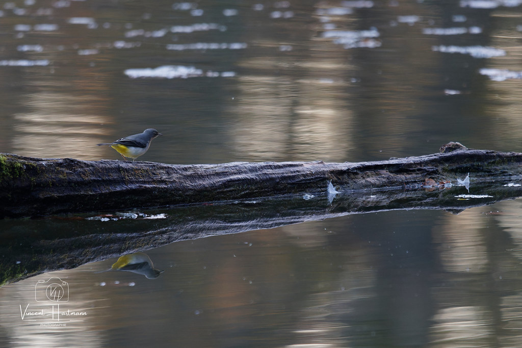 CL4A2687-DxO_DeepPRIME XD2s