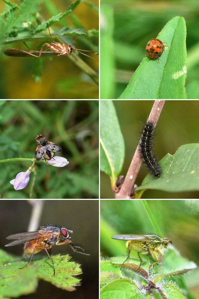 Quelques insectes de Novembre