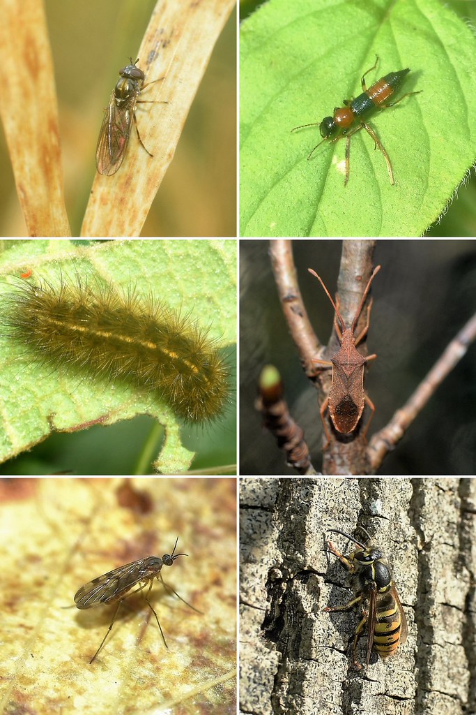 Quelques insectes de Novembre deuxième