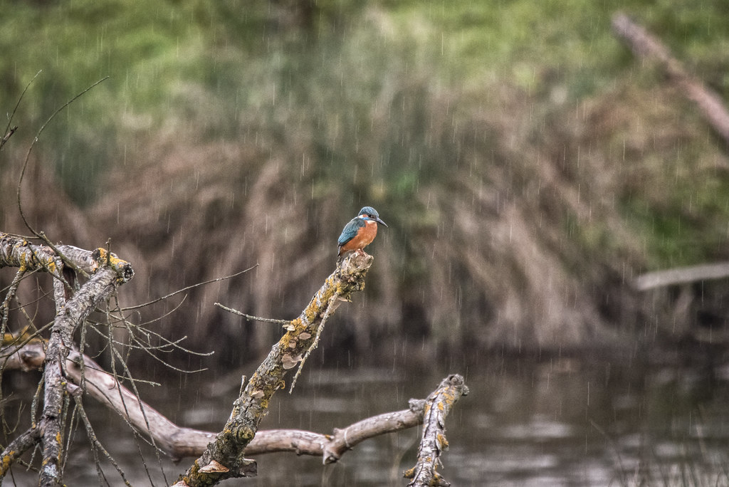 A king fishing in the rain...