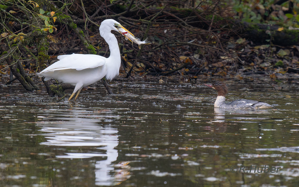 ©R.Huber-Seidenreiher-mit-Hecht-und-Gänsesägerdame