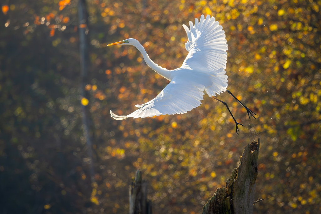 Grand aigrette - Great Egret