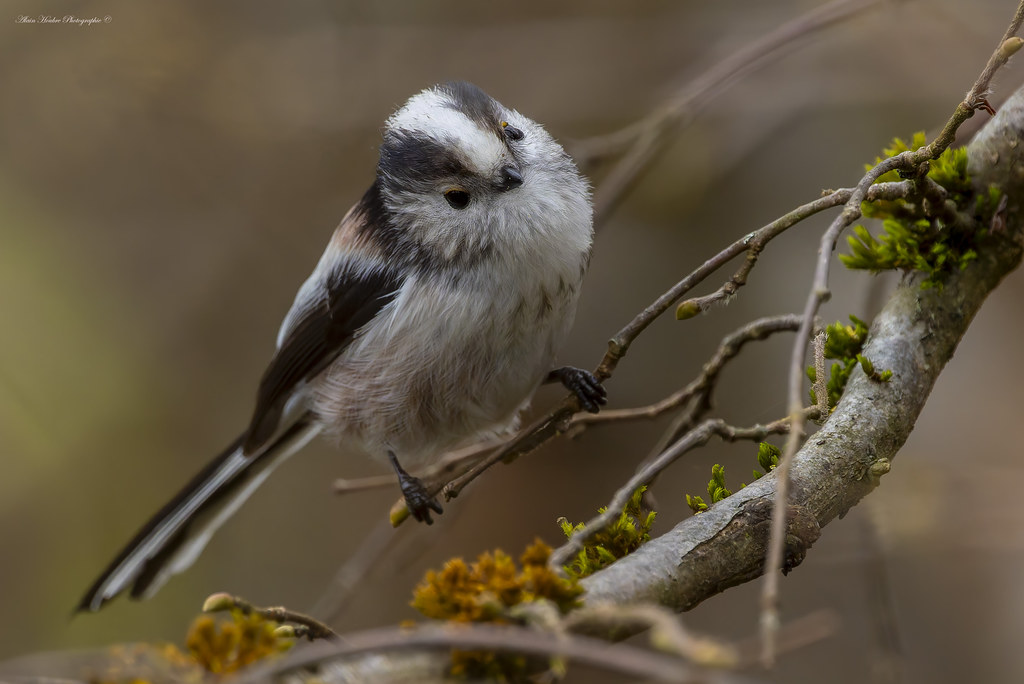 Orite à longue queue