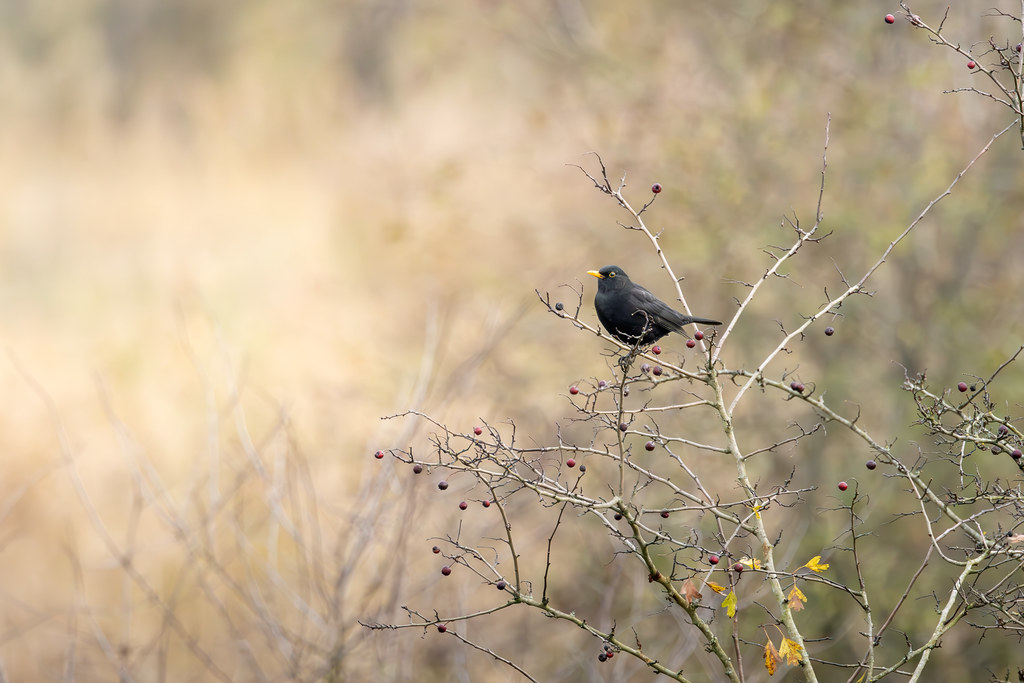 Merle noir - Blackbird