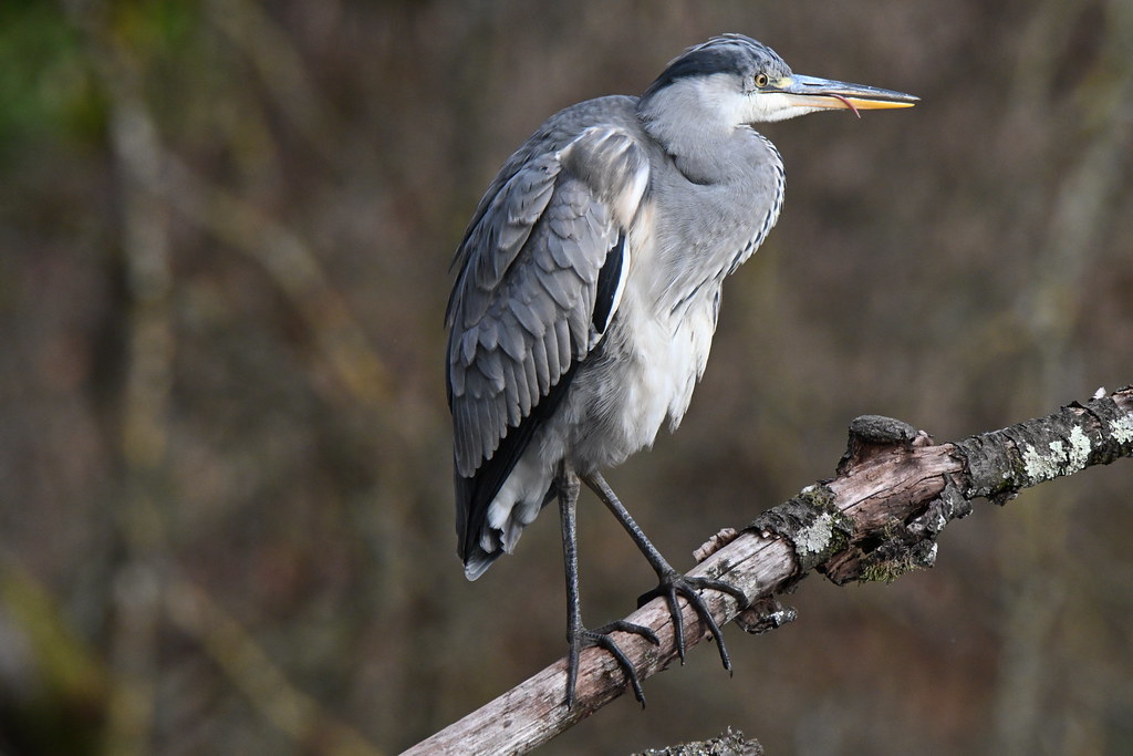 Heron seeing something yummy...