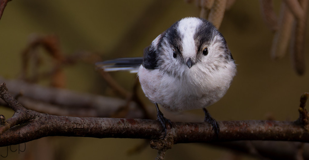 Mésange à longue queue