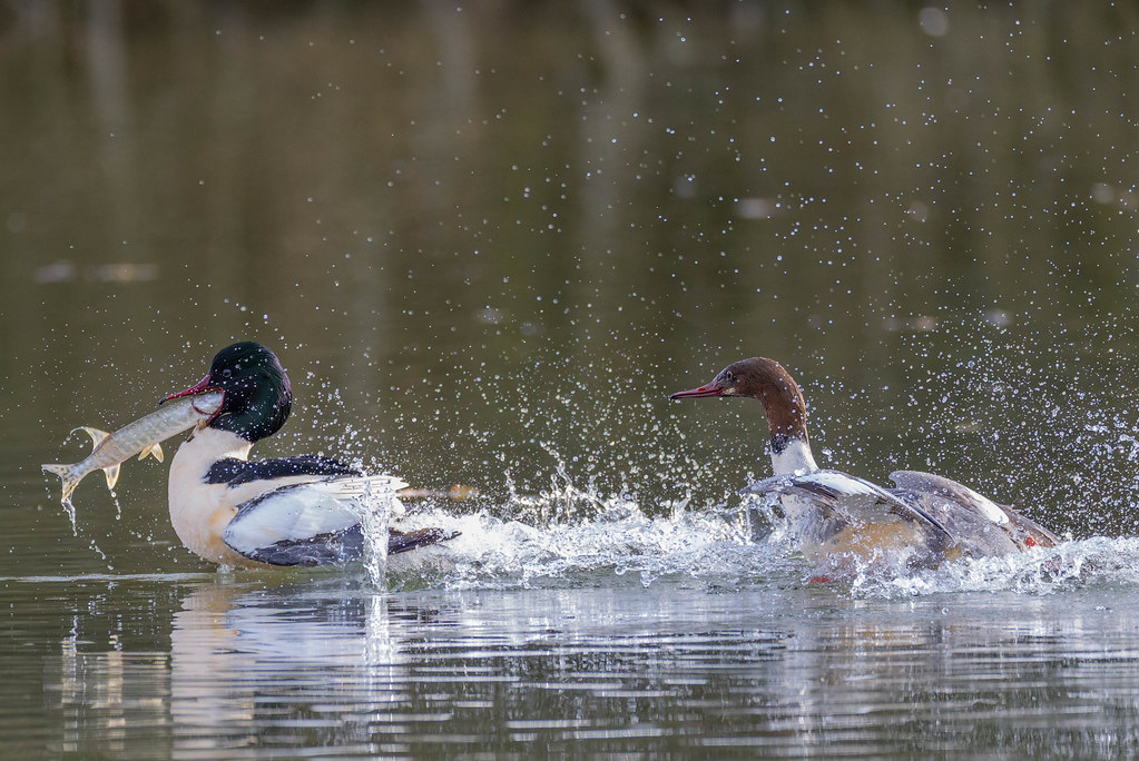Mergus merganser & Esox lucius