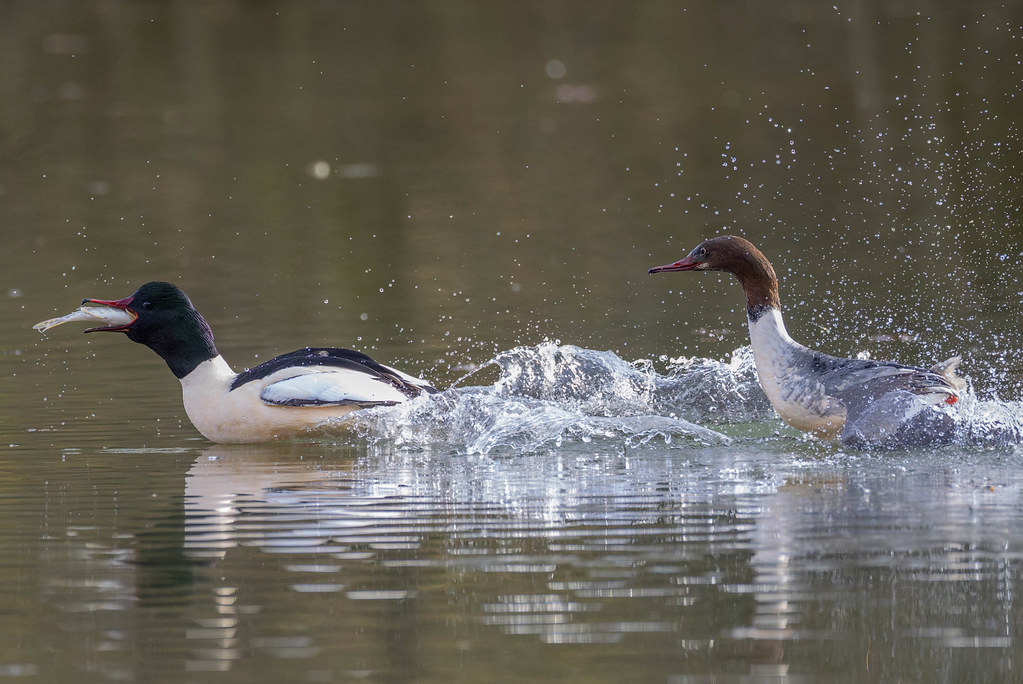 Mergus merganser & Esox lucius