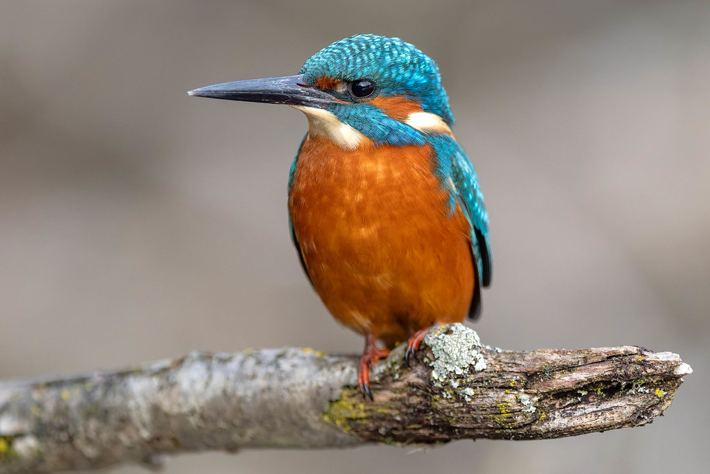 Alcedo atthis - proxy