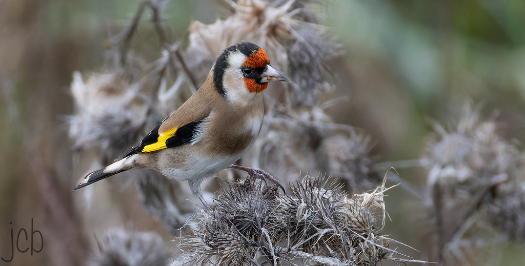 Chardonneret élégant