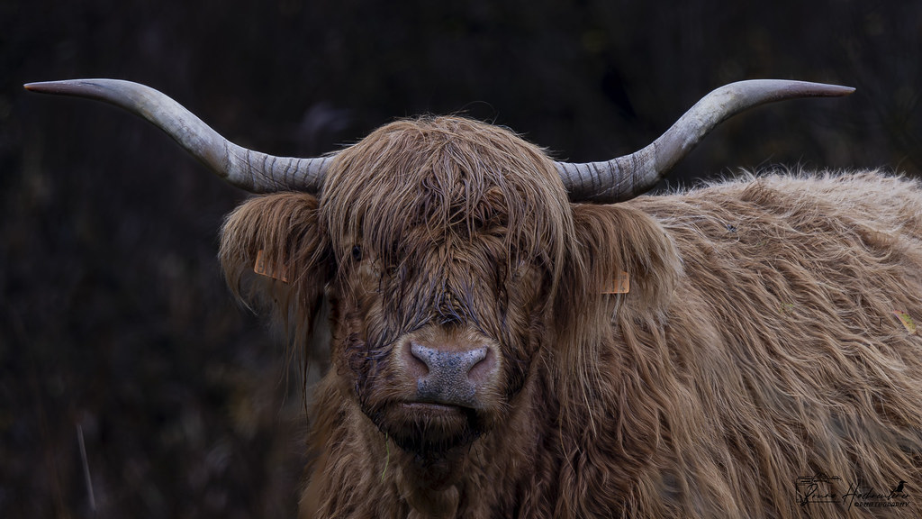 Schottisches Hochlandrind