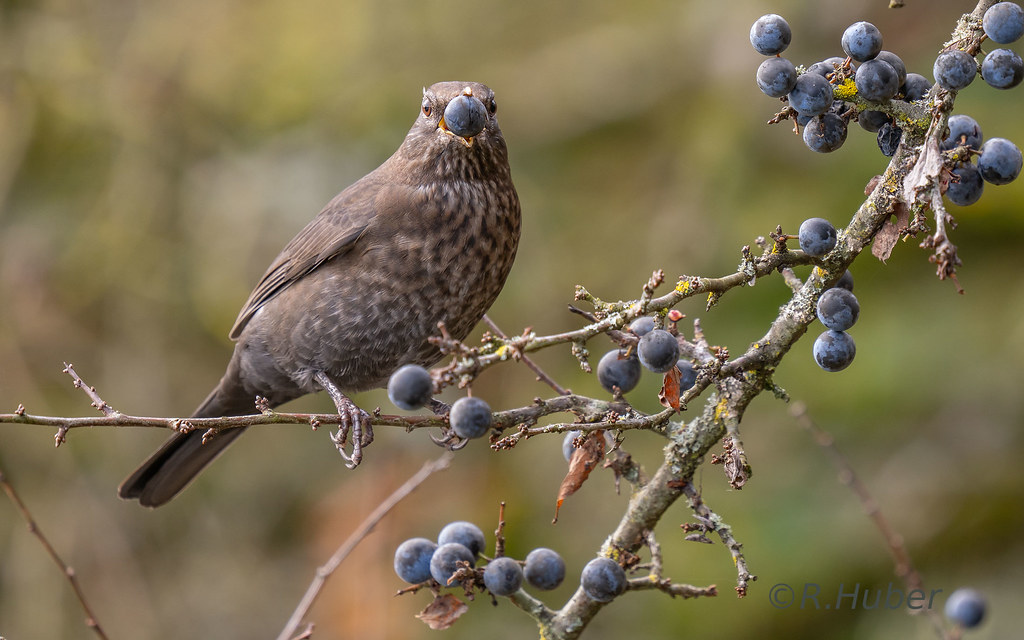 ©-R.Huber-Amseldame-mit-Beere