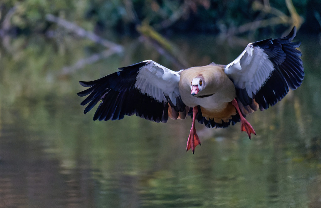 pca, ouette égyptienne