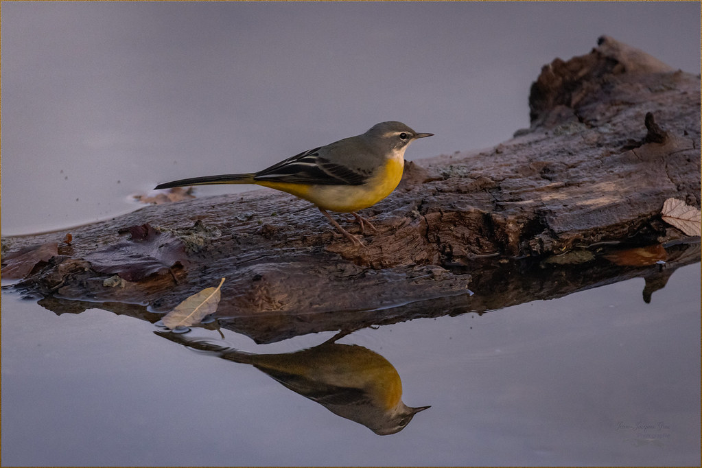 Bergeronnette des ruisseaux