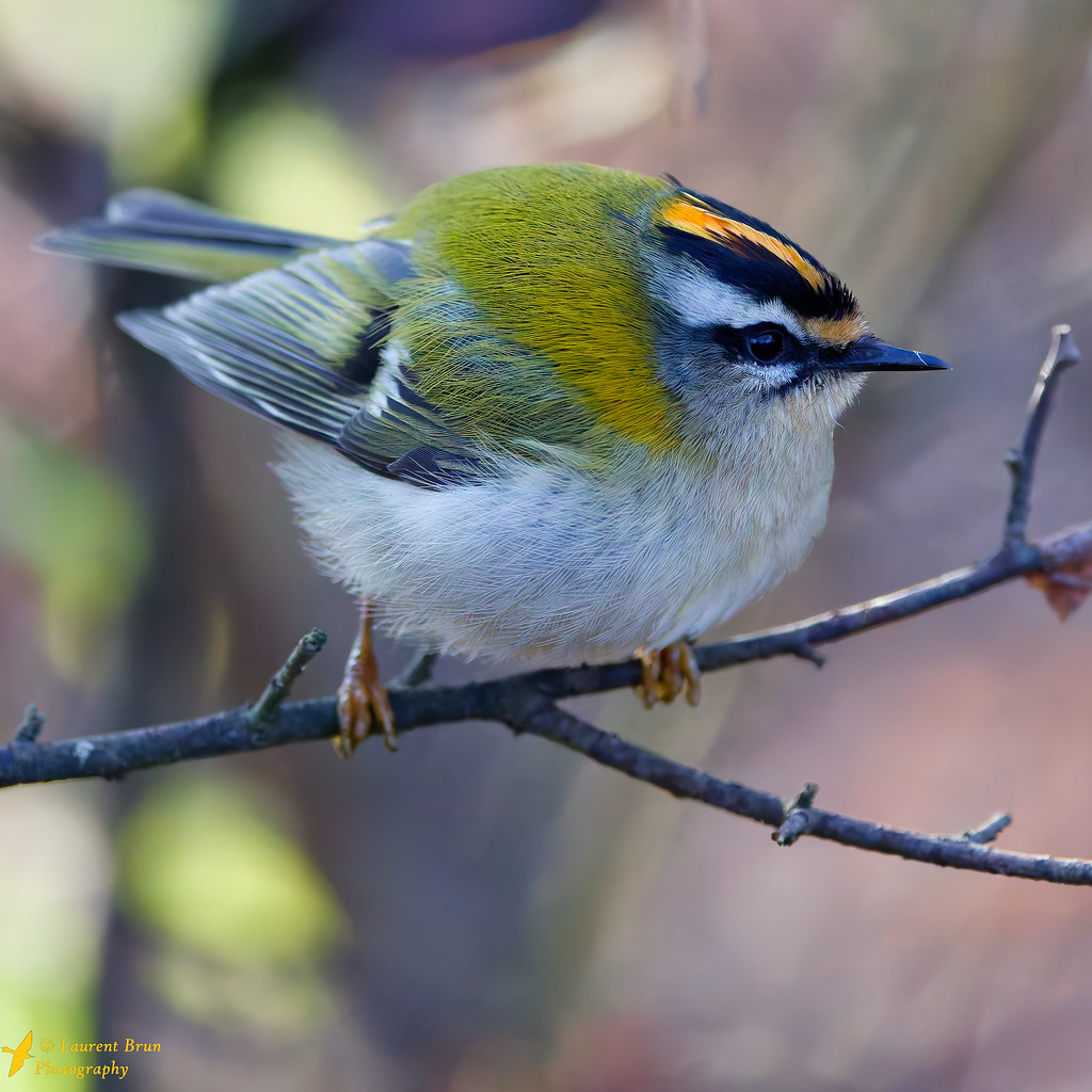 Roitelet triple-bandeau (Regulus ignicapilla)