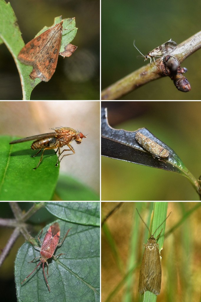 Quelques insectes de Novembre troisième