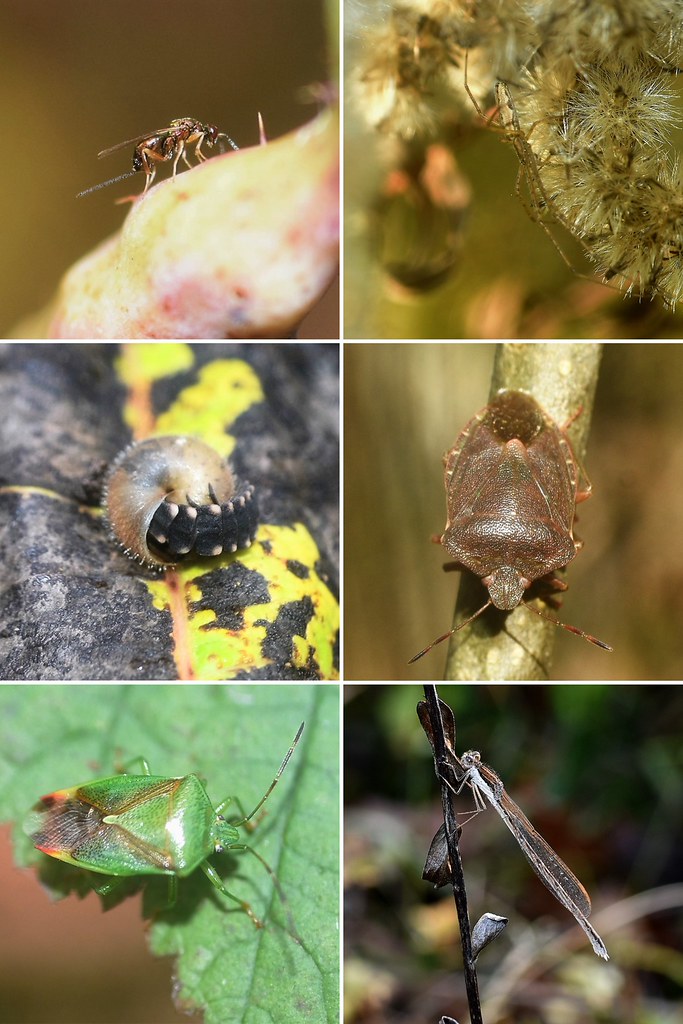 Quelques insectes de Novembre quatrième