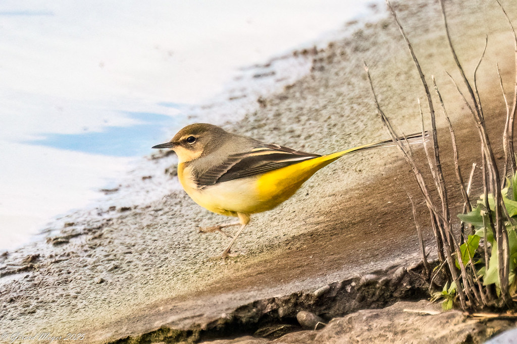 Bergeronnette des ruisseaux.