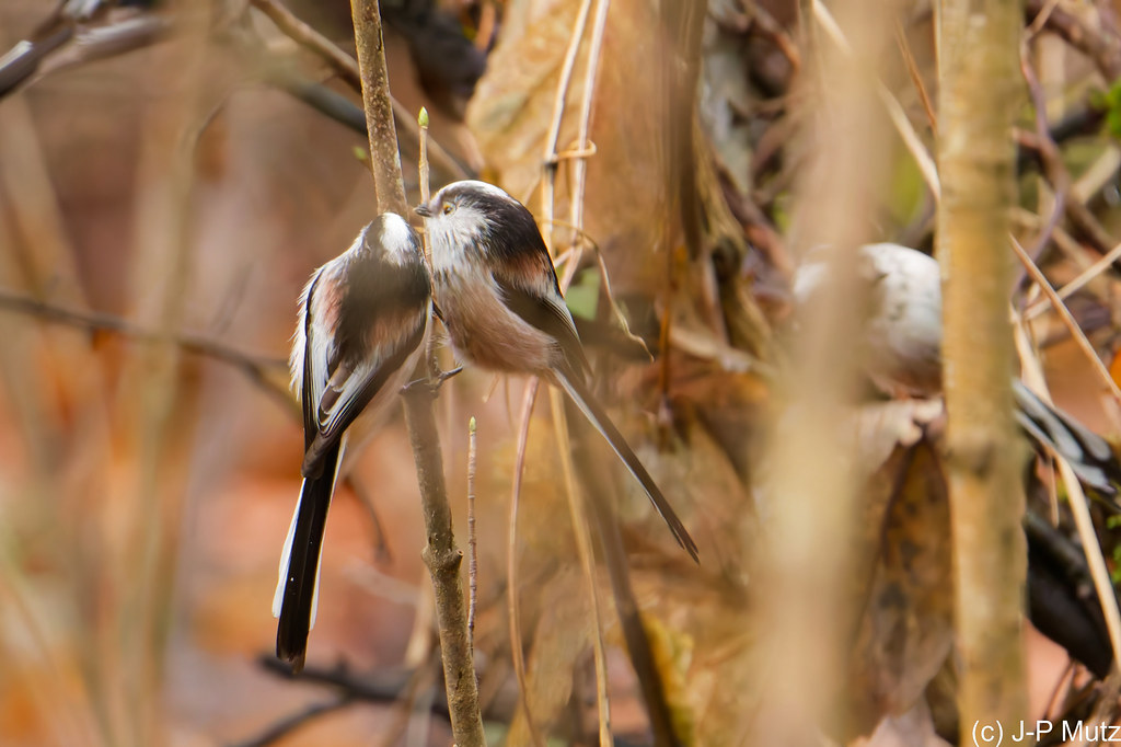 Attention, un photographe !