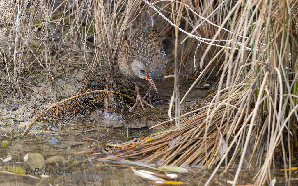 ©-R.Huber-wasserralle-auf-Nahrungssuche